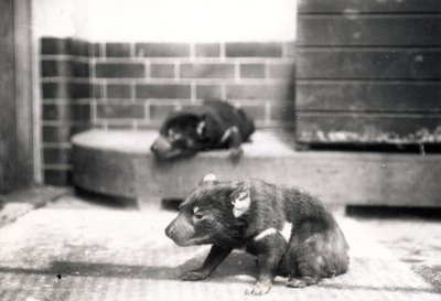 Demonios de Tasmania de Frederick William Bond